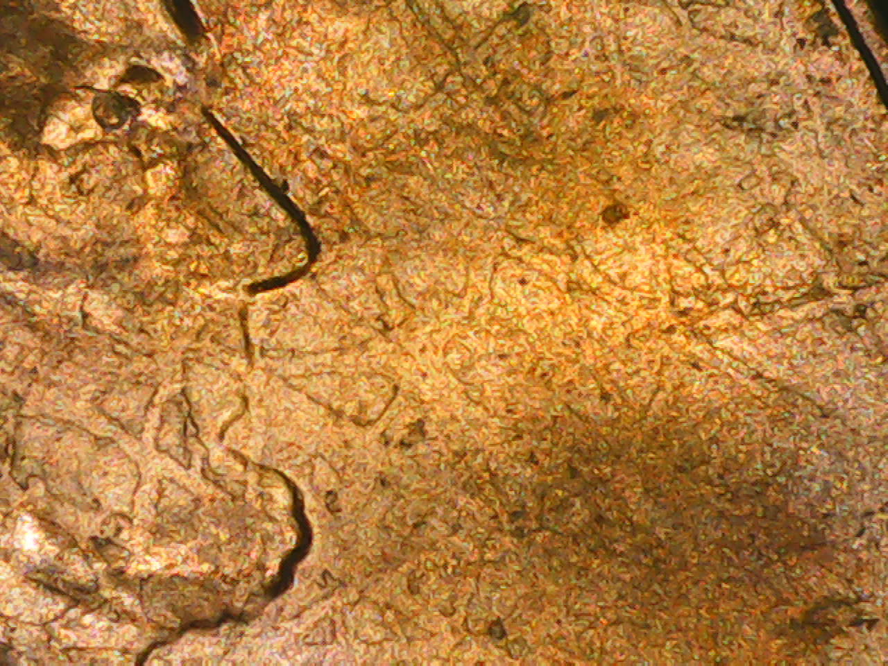 2021-Lincoln-With-Spider-Web-On-Obverse
